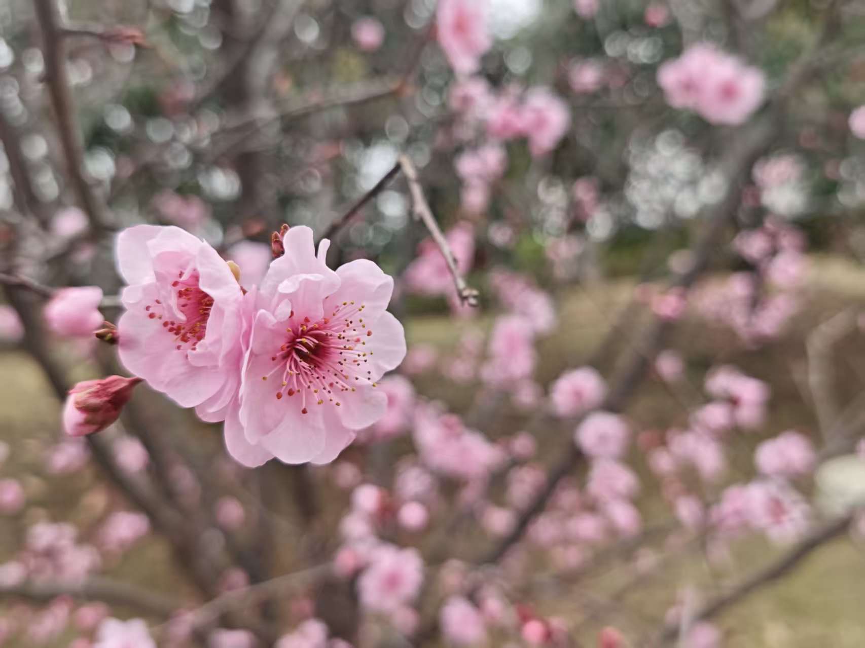 小花.jpg 小花.jpg